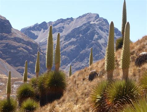  La Reina de los Andes: A Mystical Journey Through Colombian Folklore